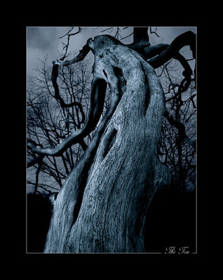 l'arbre mort