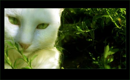 Green Eyes de Valentina Kallias